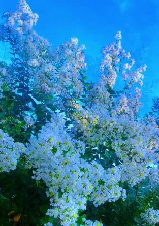 白色花卉代表什么？纯白色花的寓意是什么？