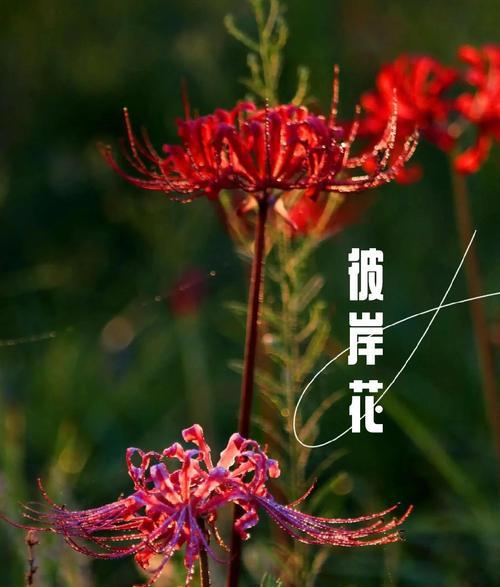 哪种花象征爱情与绝望？这种花卉的双重含义是什么？