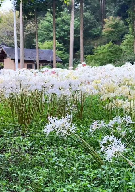 哪种花象征爱情与绝望？这种花卉的双重含义是什么？
