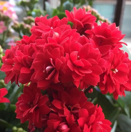 花的颜色有哪些含义？不同颜色的花代表什么？