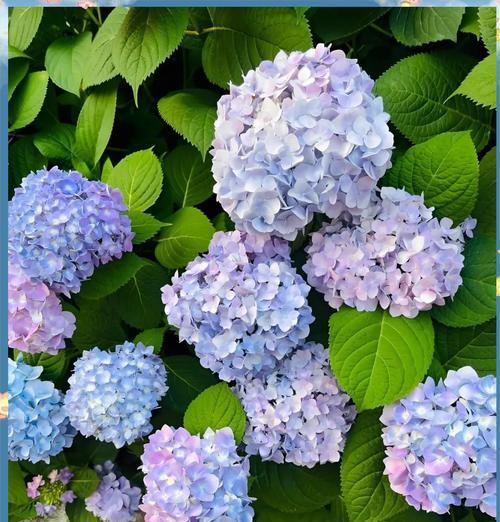 花的颜色有哪些含义？不同颜色的花代表什么？