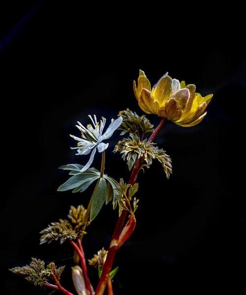 神话中的花有哪些含义？这些花在神话中代表什么？