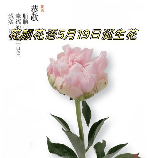 神话中的花有哪些含义？这些花在神话中代表什么？