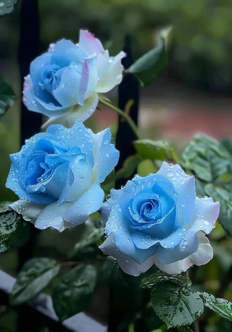 碎冰蓝玫瑰花代表什么？这种颜色的花语有何不同？