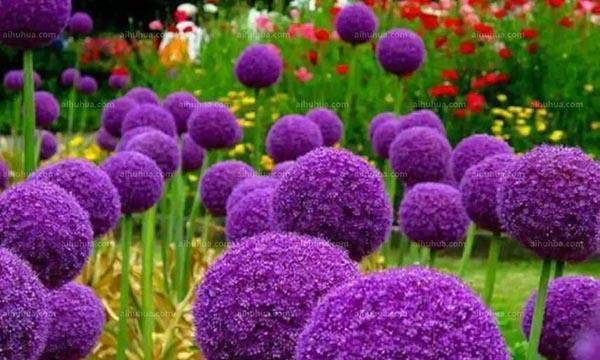紫色雪柳的花语是什么？它象征着什么？