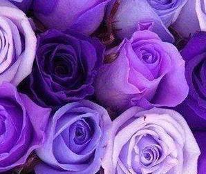紫色花送人代表什么？漂亮的紫色花有何寓意？