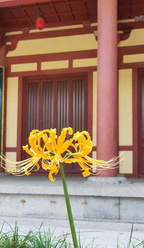 黄色彼岸花的花语是什么？它象征着什么？