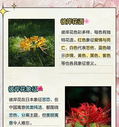 黄色彼岸花的花语是什么？它象征着什么？