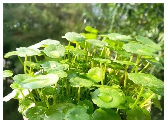 哪种花象征团结和好运？