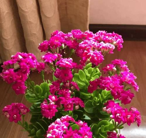 哪种花象征团结和好运？