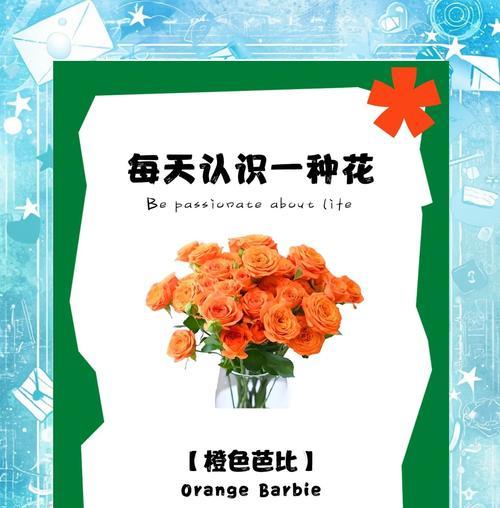 纯色芭比花代表什么？它的花语有何特别之处？