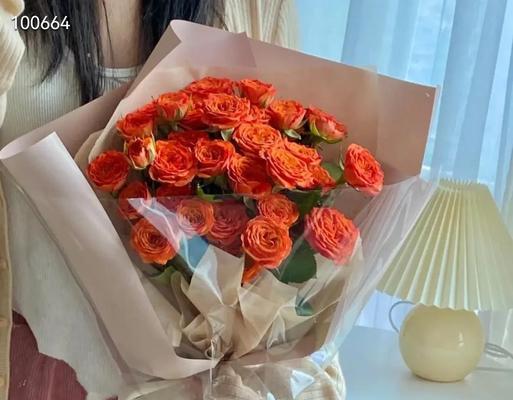 纯色芭比花代表什么？它的花语有何特别之处？
