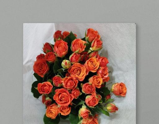 纯色芭比花代表什么？它的花语有何特别之处？