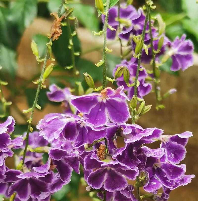 象征高贵的紫色花是什么？紫色花卉中哪些代表高贵？