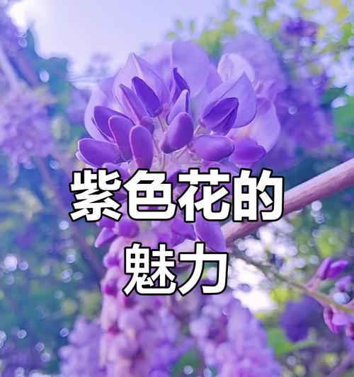 象征高贵的紫色花是什么？紫色花卉中哪些代表高贵？