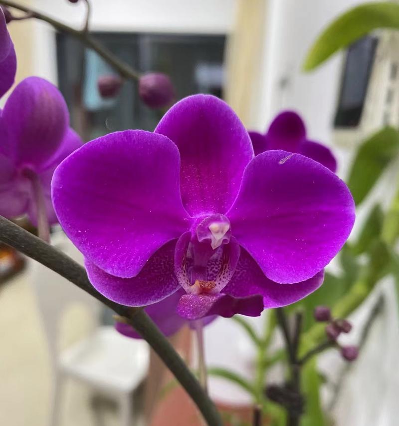 象征高贵的紫色花是什么？紫色花卉中哪些代表高贵？