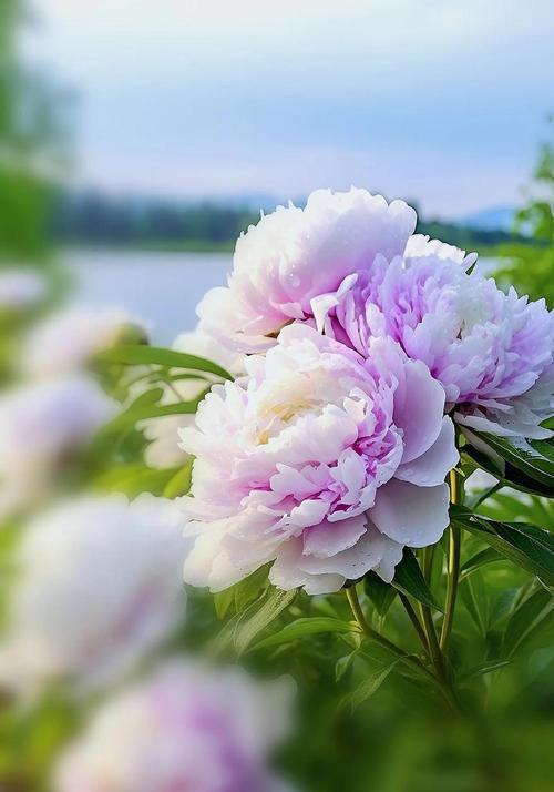 牡丹花象征什么？为何被视为幸福的代表？