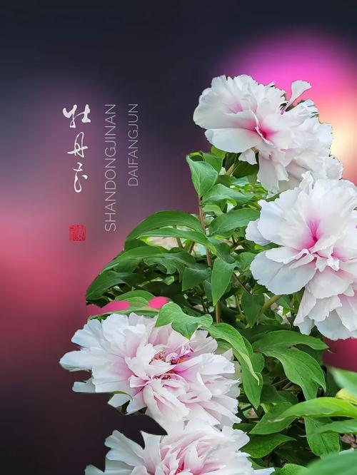 牡丹花象征什么？为何被视为幸福的代表？