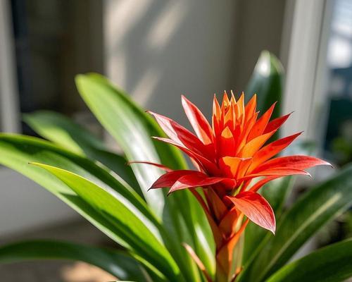 哪种花象征最吉祥？