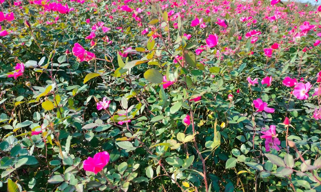 神话中哪种花象征着奇迹？它的寓意是什么？