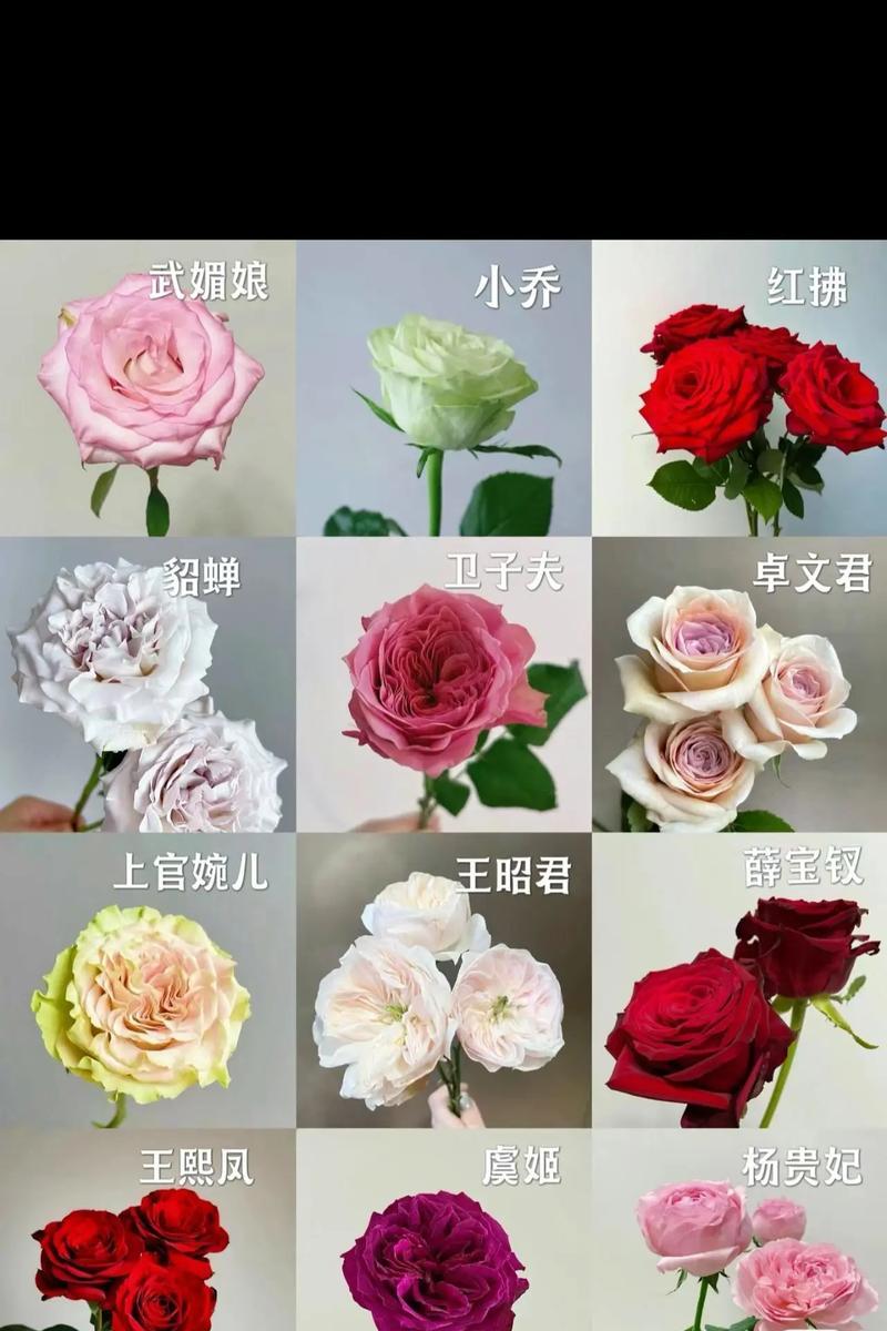 玫瑰花颜色不同寓意和花语是什么？