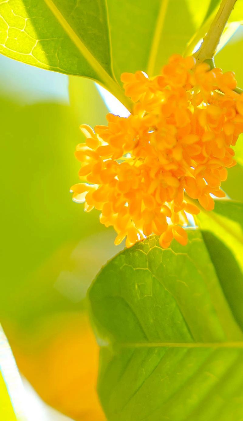 哪些黄色的花寓意好？黄色花朵的吉祥含义是什么？