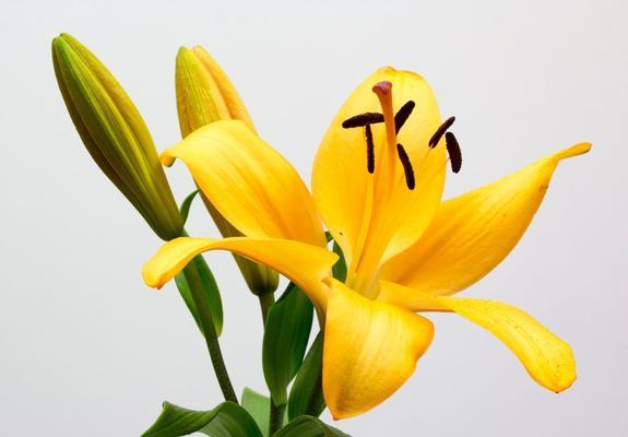 哪些黄色的花寓意好？黄色花朵的吉祥含义是什么？