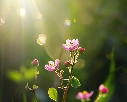 在东正教中哪种花象征健康？