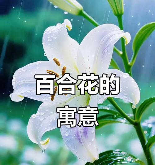 哪种花最能代表爱情的寓意？