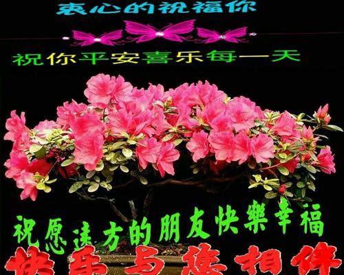 哪种花寓意全家幸福快乐？