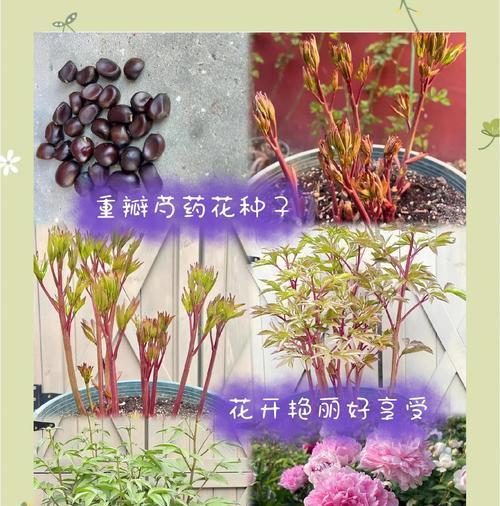 哪些花象征繁荣？繁荣的花有哪些寓意？