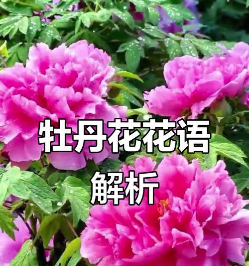 哪些花象征繁荣？繁荣的花有哪些寓意？