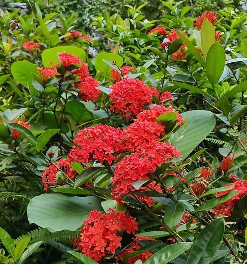 端午节有哪些寓意好的花？它们各自代表什么？