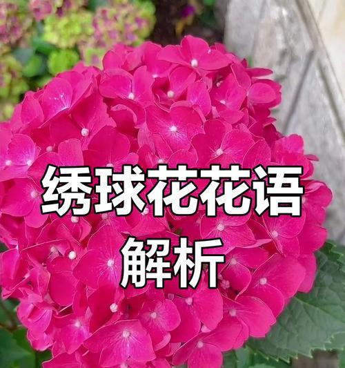 白色绣球花的花语和象征意义是什么？
