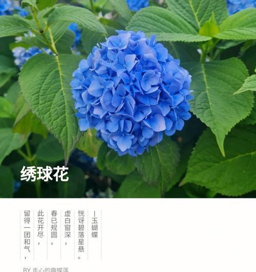 白色绣球花的花语和象征意义是什么？