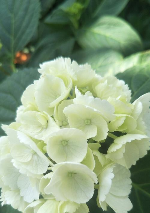 白色绣球花的花语和象征意义是什么？