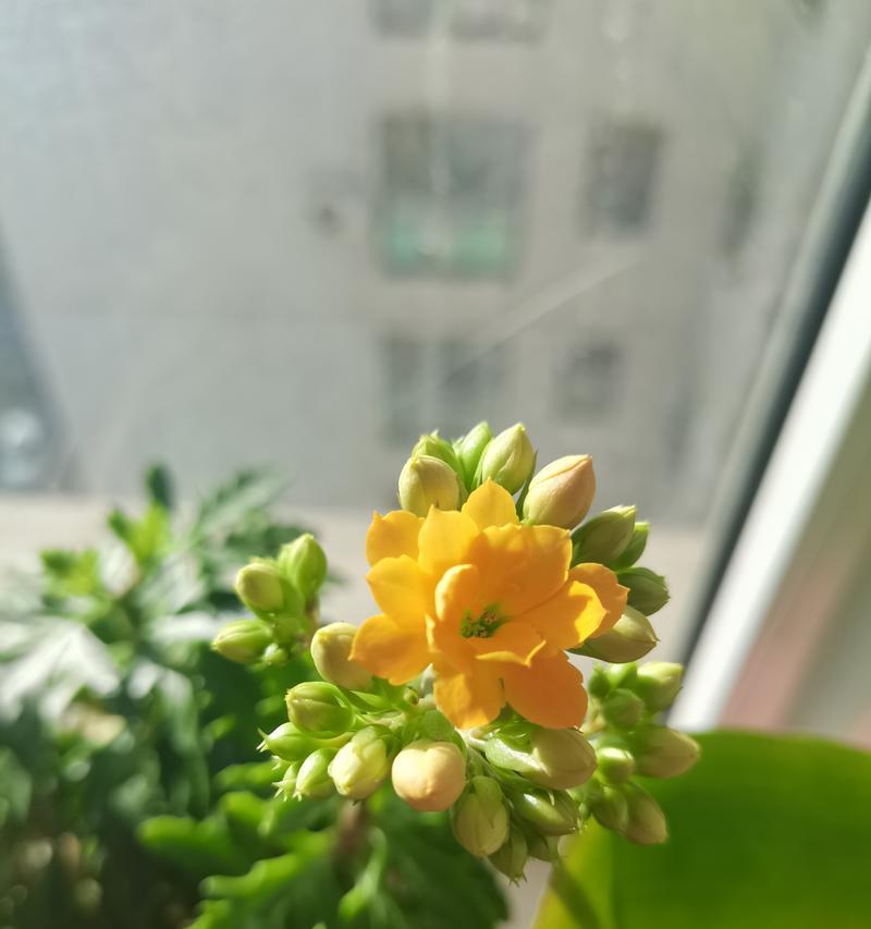 土黄色的花象征着什么？寓意有哪些？