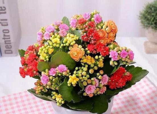哪种花象征对健康生活的向往？生病时适合送什么花？