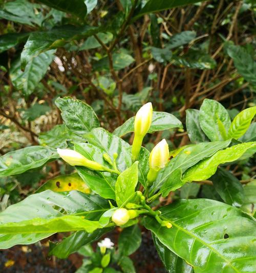 雨中白色花的花语是什么？白色花在雨中的寓意有哪些？