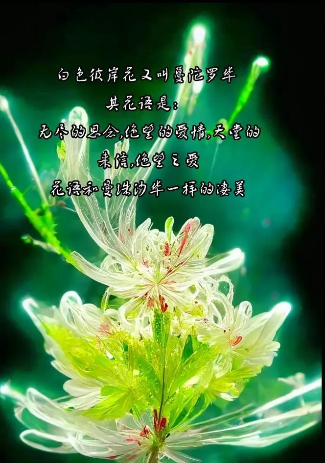雨中白色花的花语是什么？白色花在雨中的寓意有哪些？