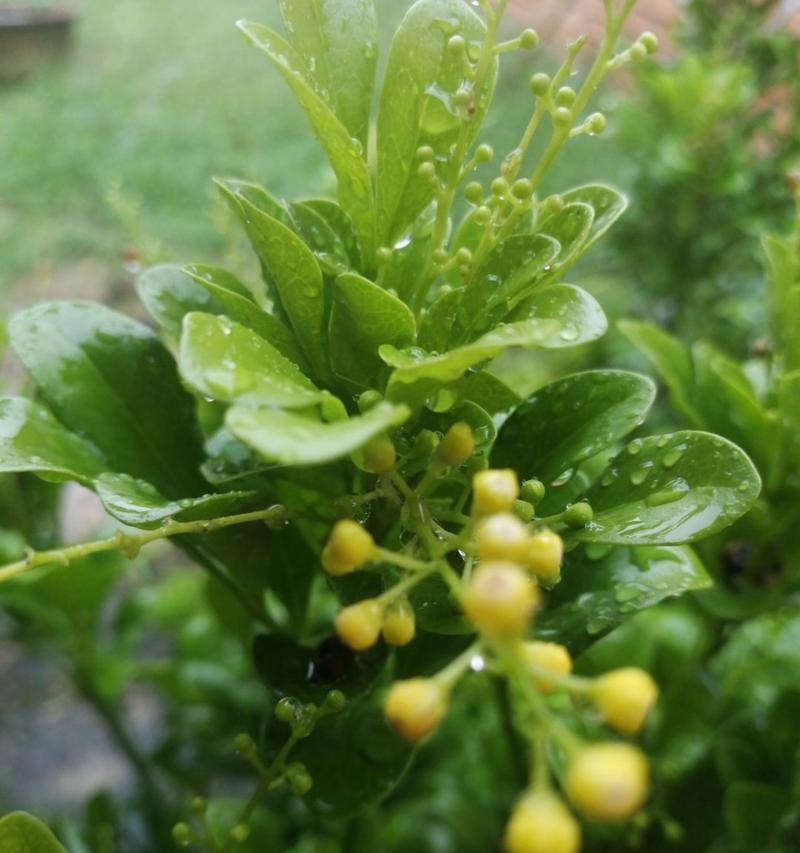 雨中白色花的花语是什么？白色花在雨中的寓意有哪些？