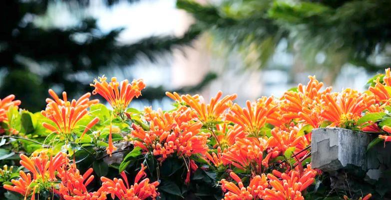哪些花象征着新春佳节？