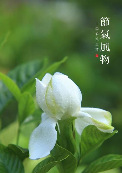 白色的栀子花寓意是什么？