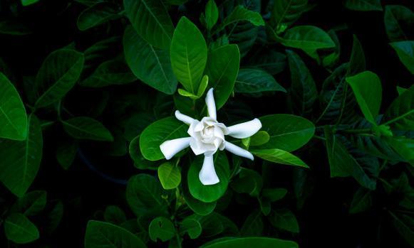 白色的栀子花寓意是什么？