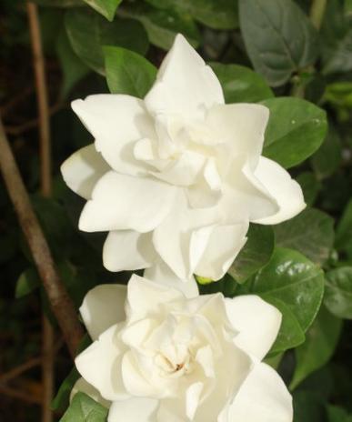 白色的栀子花寓意是什么？