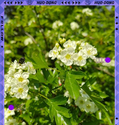 橙色老虎花代表什么含义？橙色老虎花的寓意是什么？