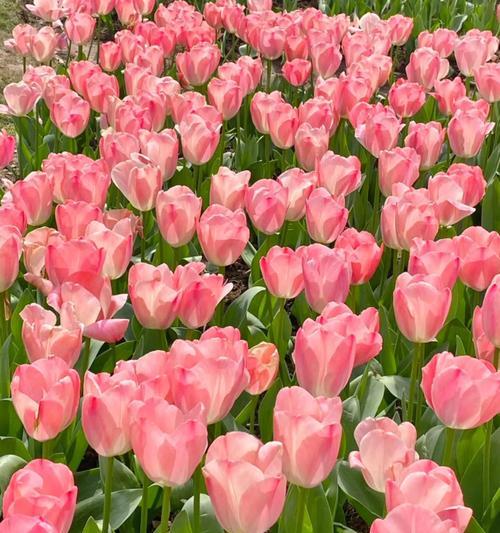 橙色老虎花代表什么含义？橙色老虎花的寓意是什么？