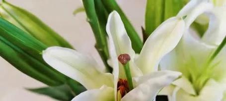 哪些花象征着平安和健康？平安健康寓意的花有哪些？