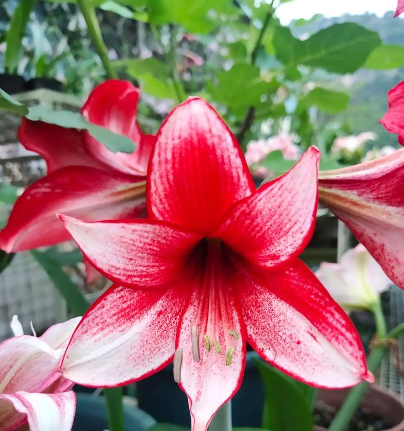 黑天鹅与哪种花象征吉祥？吉祥花的寓意是什么？
