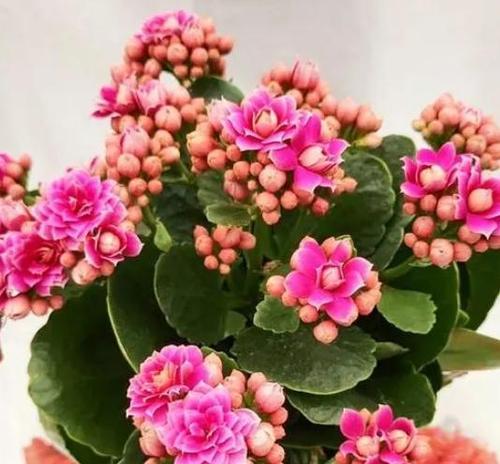 寓意好运和生育的花有哪些？它们各自的含义是什么？